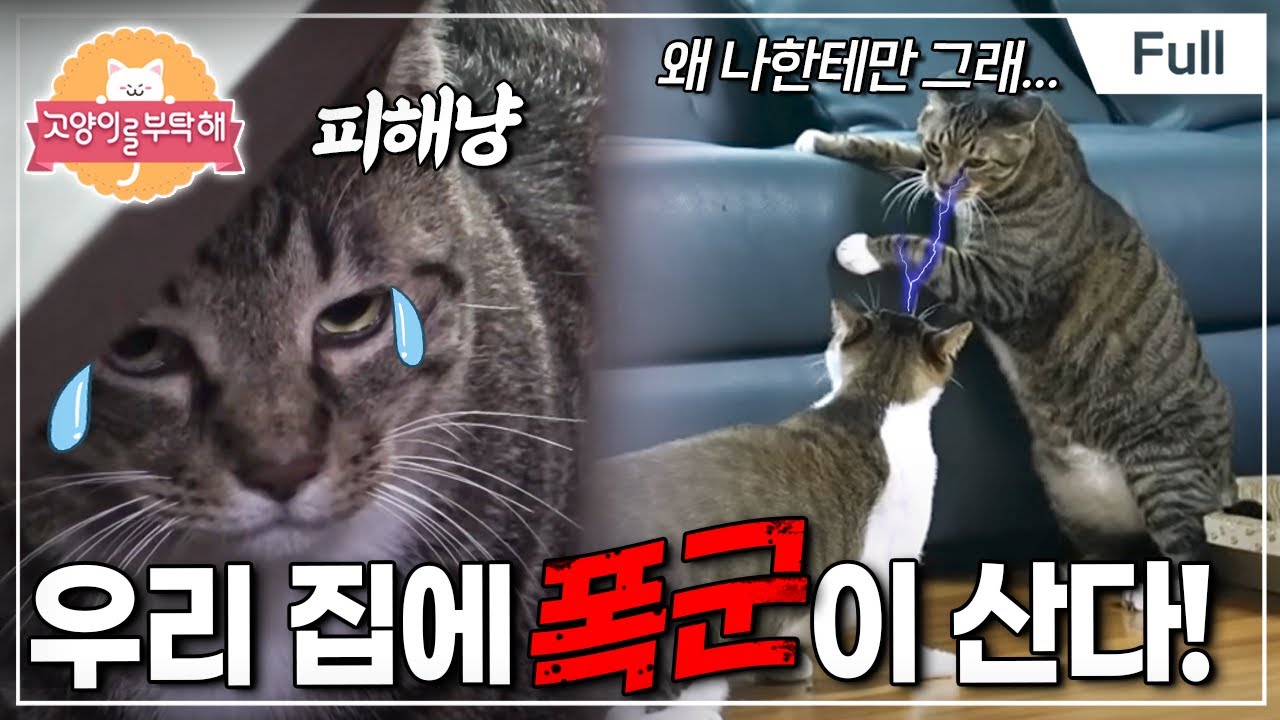 [Full] 고양이를 부탁해 - 우리 집에 폭군이 산다!