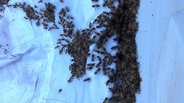 Swarm entering the hive