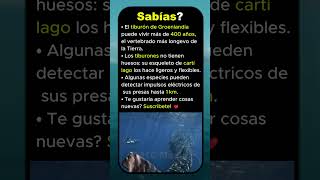 🦈 Secretos del tiburón 🌊 longevidad, sentidos ⚡ Subscribete! ❤️