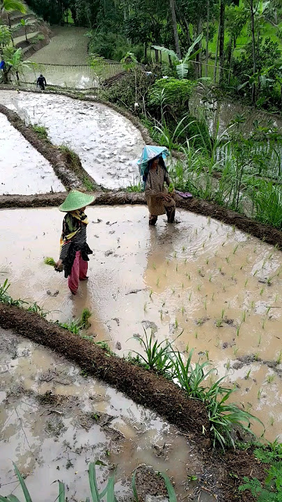 Gadis Desa Cantik Celana Pink Lagi Tandur #gadisdesasunda #cantik #pedesaan #pesawahan #pink #tandur