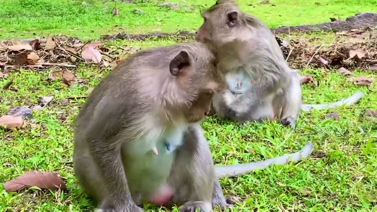 Cute baby Evelyn and young mom Ellen looking for food 