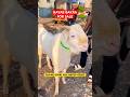 NAYAB BAKRA FOR SALE #viral #trending #youtubeshorts #goatforsale #ytshorts #ytviral #gulabigoats