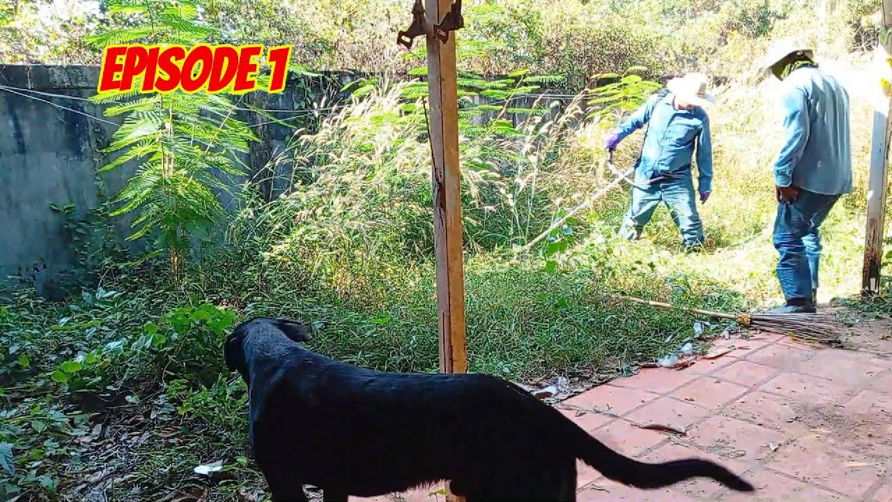 This House Was Guarded by 2 Dogs — I Still Cut All the Overgrown Grass