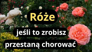 Download Lagu Co zrobić, żeby mieć zdrowe i pięknie kwitnące róże, naturalne sposoby wzmacniania zdrowotności róż MP3 Download Lagu Co zrobić, żeby mieć zdrowe i pięknie kwitnące róże, naturalne sposoby wzmacniania zdrowotności róż MP3