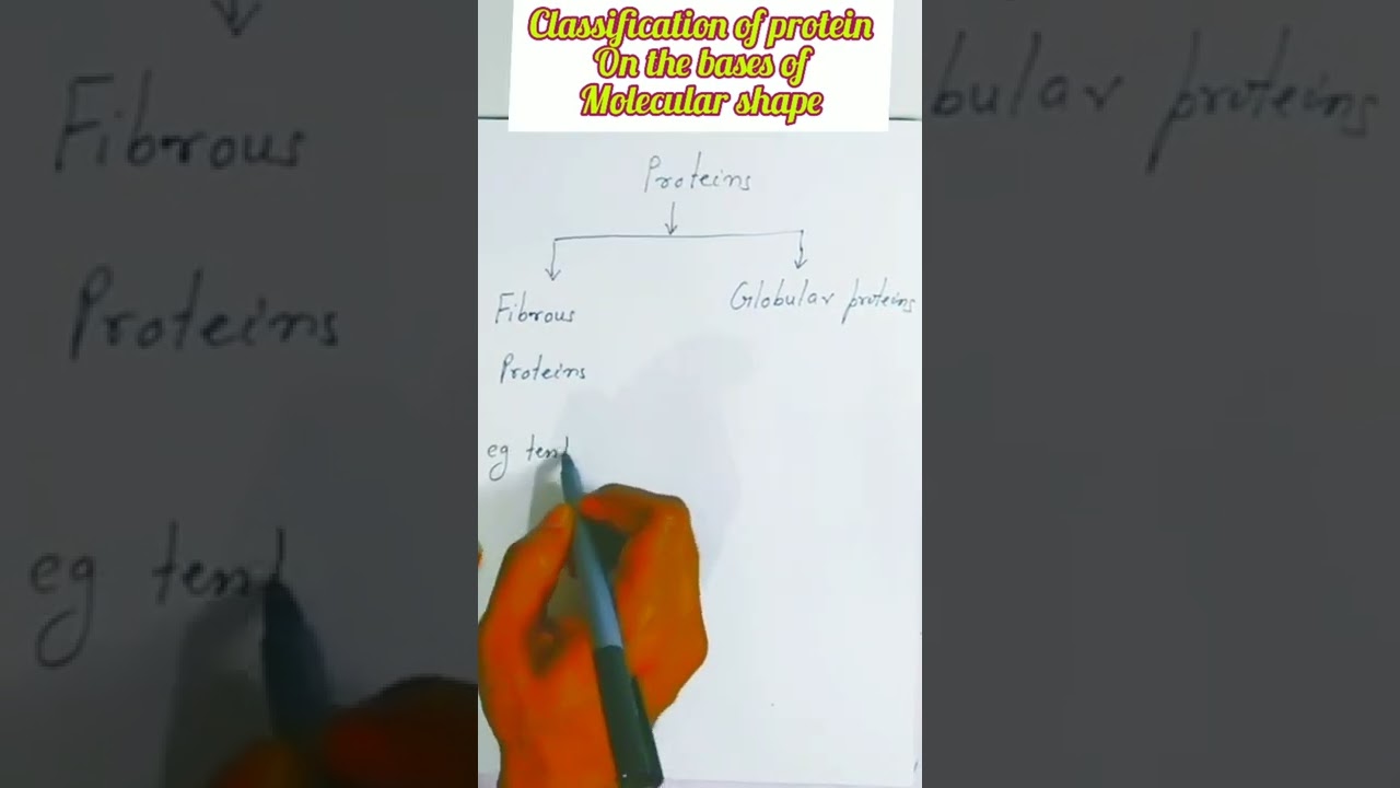 What are the classifications of proteins based on shape?