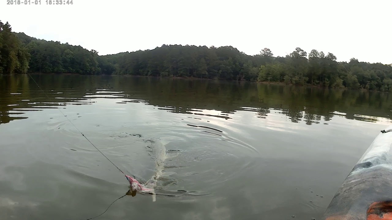 Gar fishing Lake Allatoona YouTube