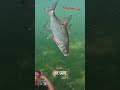 crazy fish bite 😱 underwater shorts video net fishing 🎣 net fishing video 📸 catch up with the team 🙂