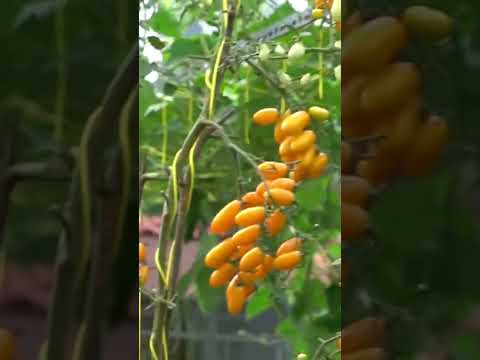 Video Cà chua Nova - youtube