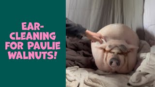 Paulie Walnuts gets his ears cleaned gently!