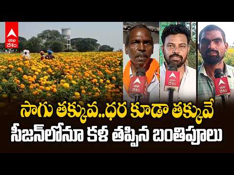 ఎల్ నినో ఎఫెక్ట్.. ఆదిలాబాద్‌లో 50 వేల ఎకరాల్లో బంతి సాగు! | Adilabad Marigold Farming | ABP Desam