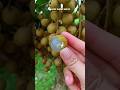 Do You Like Longan Thai Fruit Fruit Longan Shorts Do You Like Longan Thai Fruit Fruit Longan Shorts