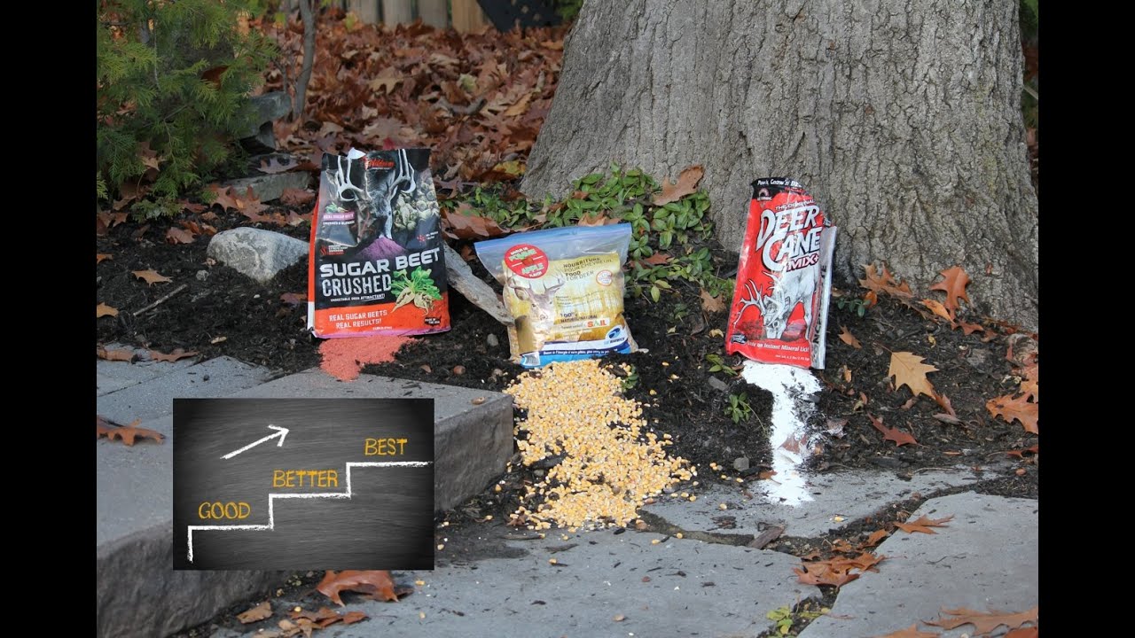 Sugar Beet vs. Corn vs. Deer Cane - Which One Is Better?  Trail Cam Wildlife Shootout