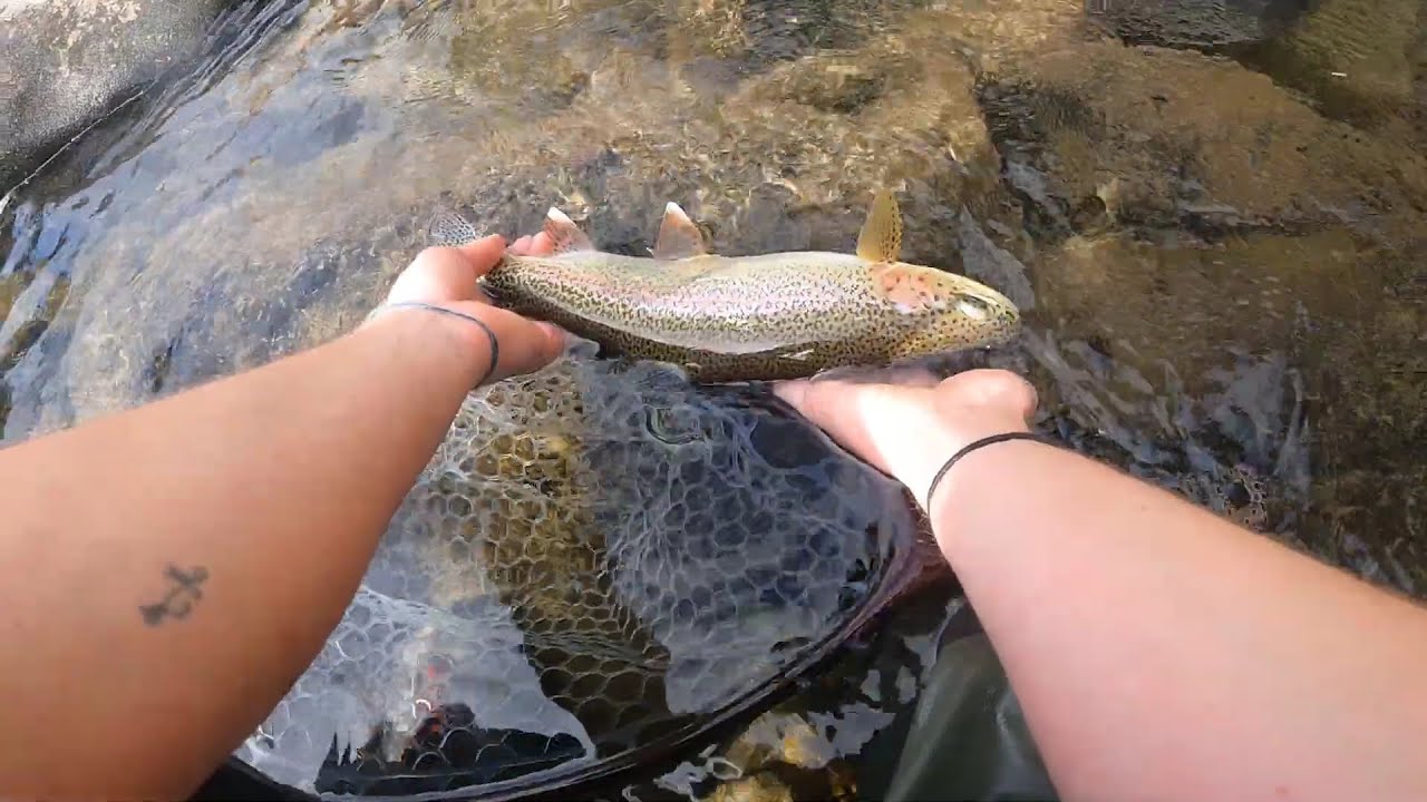 Covid Fly Fishing and a Stick Up My Nose! Dry FlyFishing for a big Rainbow Trout! YouTube