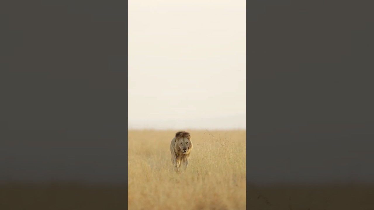 “3 Fascinating Facts About Lions | Animal Kingdom” 