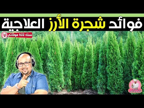 فوائد شجرة الارز العلاجية والصحية الدكتور عماد ميزاب Dr Imad Mizab 