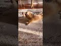 борр утро