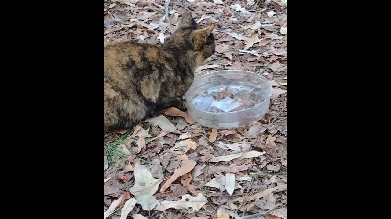 beautiful-tortie-thirsty-feral-cat-need-water-too-shorts-youtube