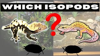 Which Isopod to choose for my Crested Gecko or Leopard Gecko Enclosure