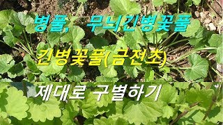 병풀, 금전초(긴병꽃풀), 무늭긴병꽃풀 구별하기