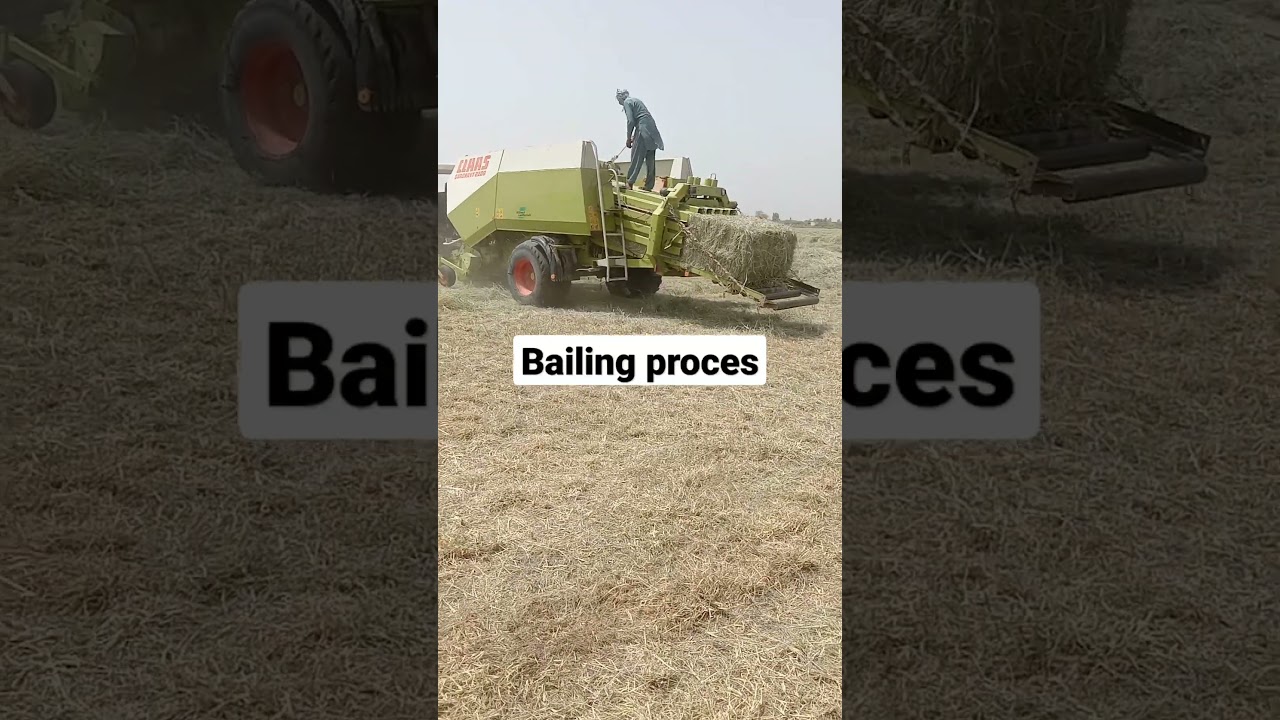 Rhodesgrass bailing for hay making.