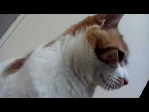 ﾆｬｰと鳴かない猫