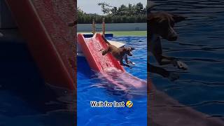 Can all dogs learn to use slides? 😂🐕#shorts #ytshorts #viral.