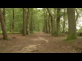 Nature sounds dutch forest trail with relaxing bird sounds