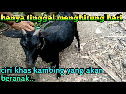 Ciri khas kambing yang akan beranak.. 