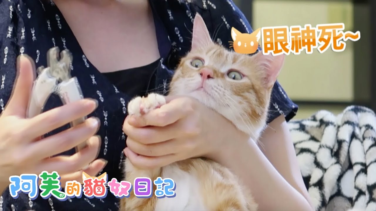 阿芙的貓奴日記 第3集 - 貓奴阿芙的日常