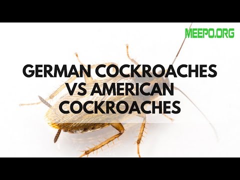 Video: Perbedaan Antara Palmetto Bug Dan Cockroach (Roach)