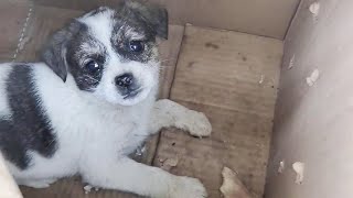 The poor puppy was abandoned and gnawed on the bone left by the owner in the box, innocent