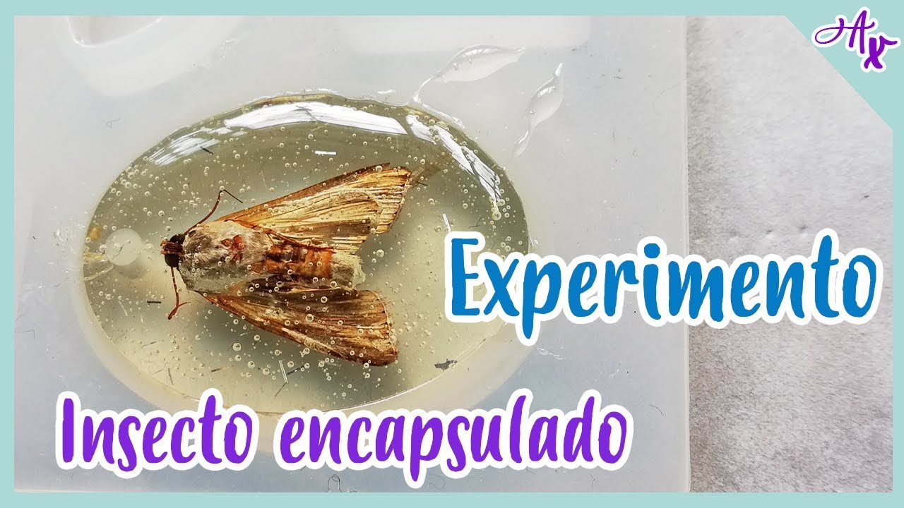 ¡Aprendiendo juntos! | Resina cristal, encapsulando insectos