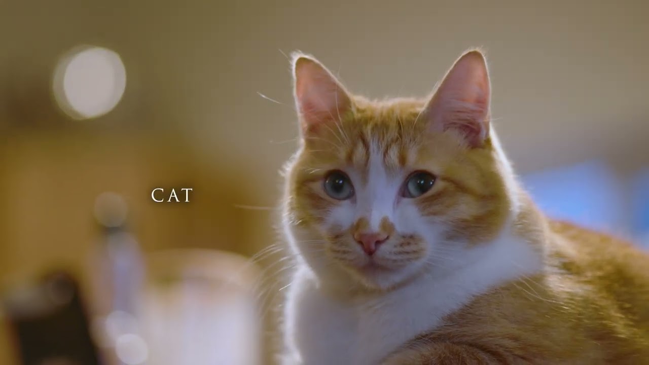 Ronin 4D and the Easyrig Minimax. Plus Cat.