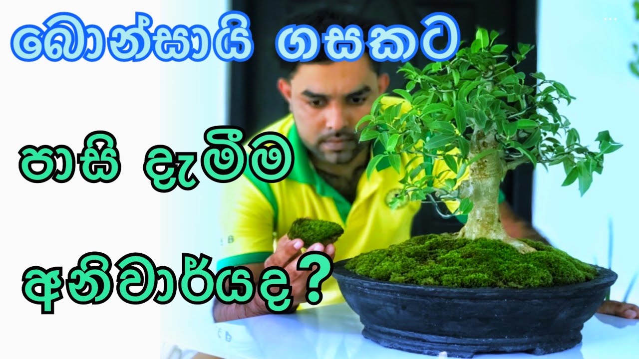 බොන්සායි ගසකට පාසි දාන්නේ ඇයි. Bonsai moss. බොන්සායි ගසකට පාසි දාන හේතුව මෙන්න