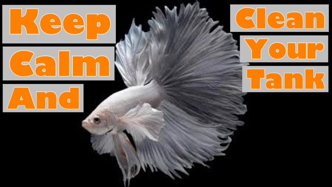 Nano Betta Aquarium Cleaning Hacks