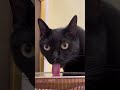 Black cats madness 😈 | Funny cats and animals videos ep13 #funnycats #cat #catvideos #blackcat