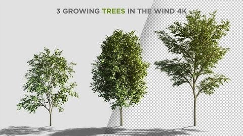 3 Growing Trees In The Wind (After Effects template)