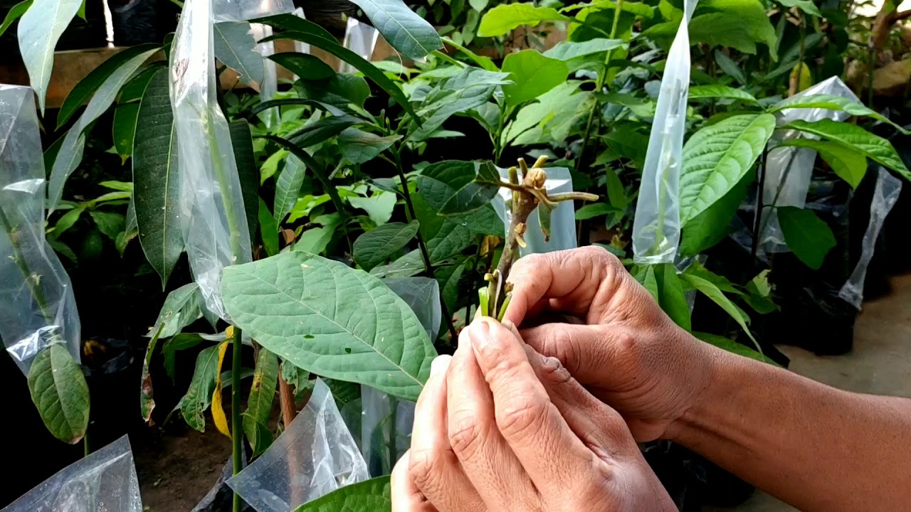 Sambung pucuk alpukat anti gagal