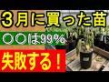 【夏野菜】3月に買った苗をそのまま畑に植えると失敗します！全滅を防ぐ正しい対策【家庭菜園】