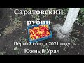 Абрикос Саратовский рубин, Южный Урал, первый сбор 2021 года