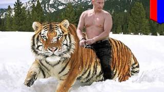 Siberian Tiger Animal by Film Fun Moz 423 views 7 years ago 3 minutes, 11 seconds