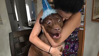 Animals Doing Funny Things 🤣  Funniest Animal Videos