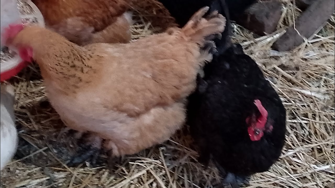 ЗИМНИЙ ПЕРИОД || ПРАВИЛЬНОЕ КОРМЛЕНИЕ КУР || ЯЙЦЕНОСКОСТЬ И ЗДОРОВЫЕ ЦЫПЛЯТА 100% 