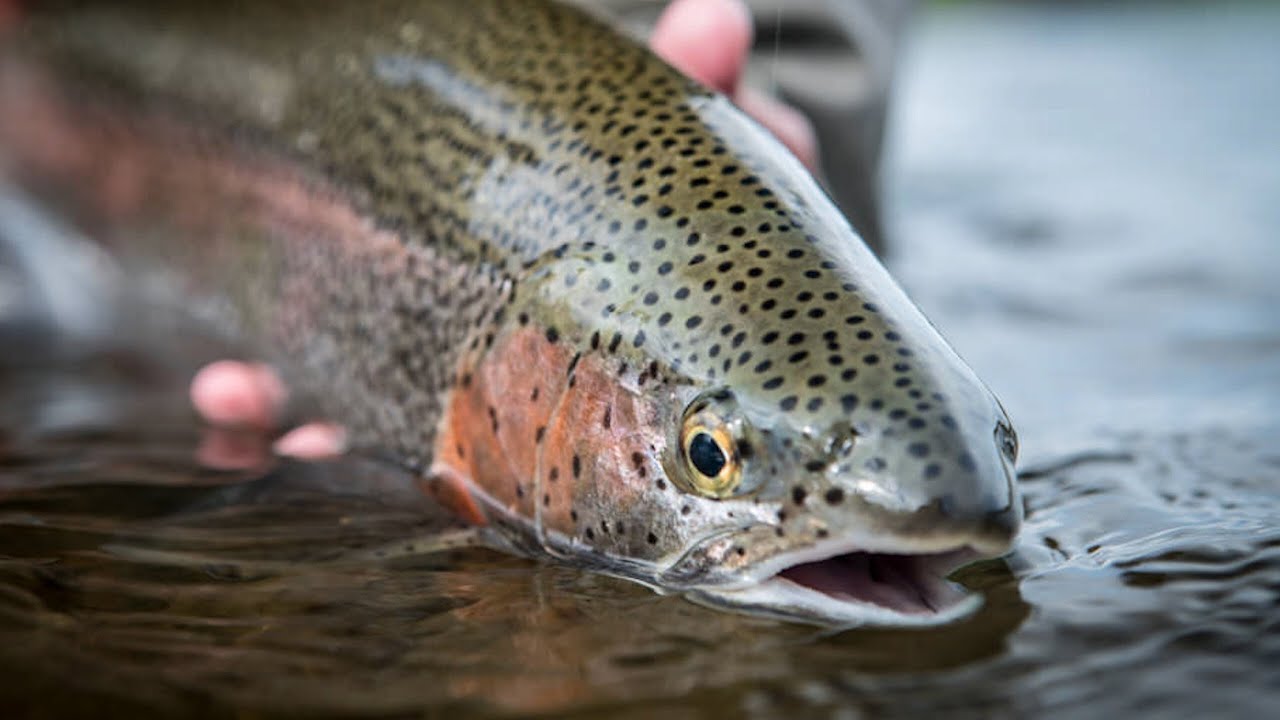 Как собрать вещи для поездки на рыбалку нахлыстом на Аляске | Рыбалка нахлыстом в районе Тейлвотерс