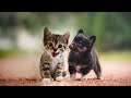 Трогательные истории дружбы собак и кошек