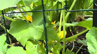 How to Grow Yellow Crookneck Squah in a Cottage or Kitchen Garden