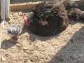 Mother Hen Showing The New Baby How To Take A Dirt Bath