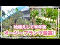 地植えしたオージープランツが凄い事になってた！【オージープランツ】