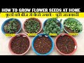फुलों के बीज कैसे ग्रो करें | How To Grow Flower Seeds At Home (FULL UPDATES)