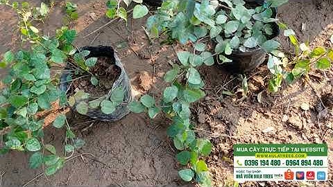 Bán cây vảy ốc hay cây thằn lằn bò ship hàng toàn quốc